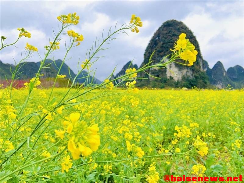 百色市靖西旧州景区千亩油菜花竞相绽放 百色,百色市,靖西,旧州,景区