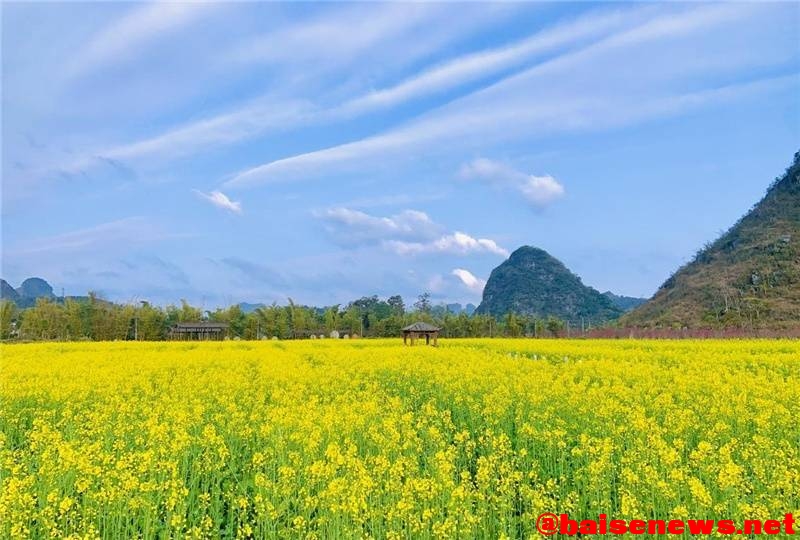 百色市靖西旧州景区千亩油菜花竞相绽放 百色,百色市,靖西,旧州,景区