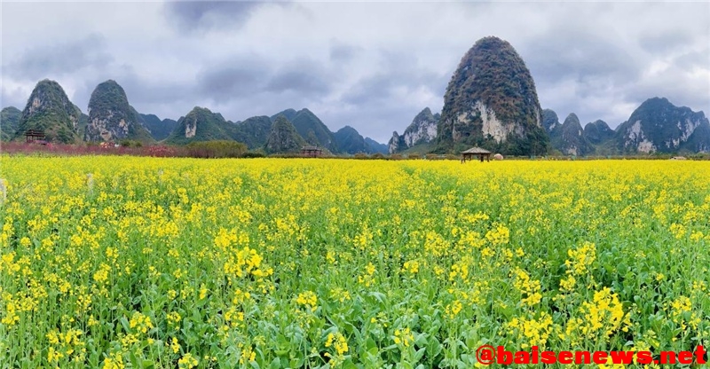 广西靖西：油菜花开喜迎春 遍地金黄漫山野 广西,靖西,油菜,油菜花,油菜花开