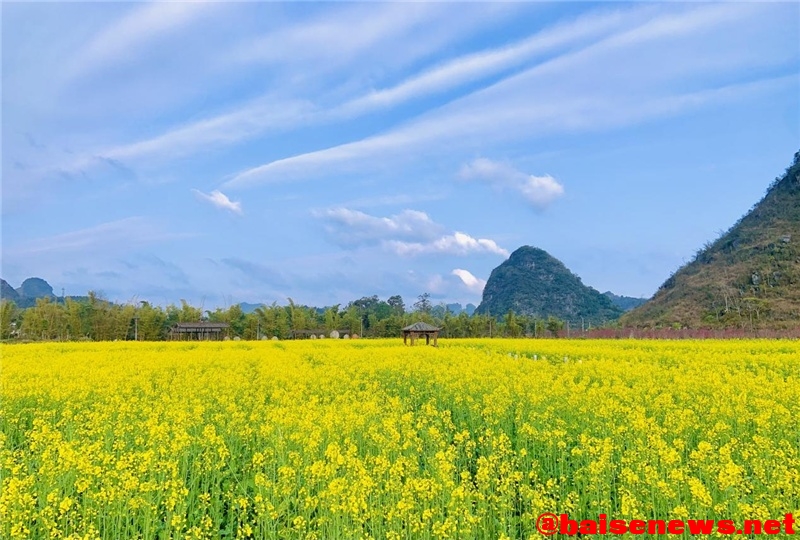 广西靖西：油菜花开喜迎春 遍地金黄漫山野 广西,靖西,油菜,油菜花,油菜花开