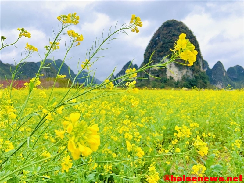 广西靖西：油菜花开喜迎春 遍地金黄漫山野 广西,靖西,油菜,油菜花,油菜花开