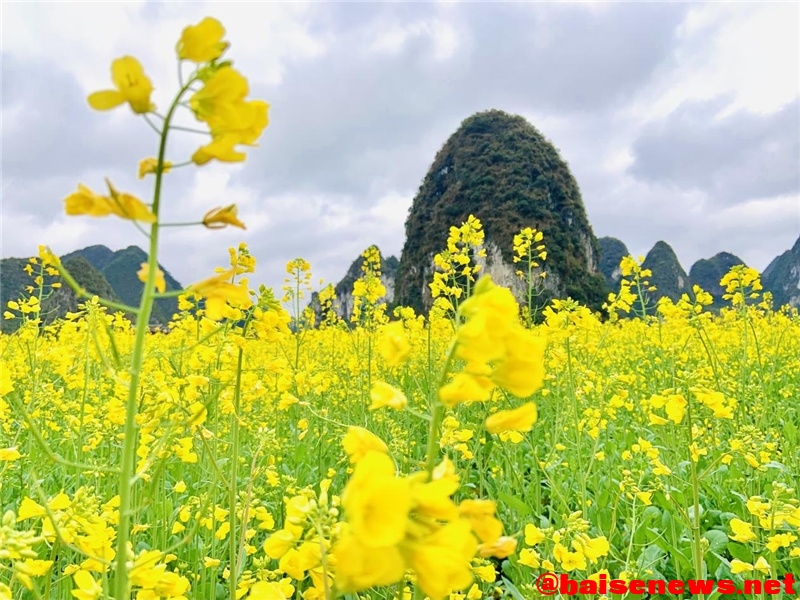 广西靖西：油菜花开喜迎春 遍地金黄漫山野 广西,靖西,油菜,油菜花,油菜花开