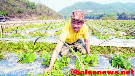 田林县定安镇渭密村黄瓜种植基地 田林,田林县,林县,定安,定安镇