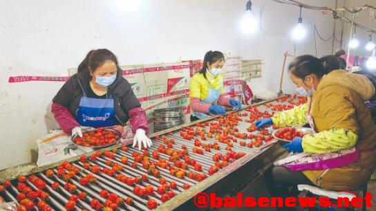 田阳古鼎香农贸批发市场西红柿收购包装转运摊点有序复工 田阳,古鼎,香农,农贸,批发