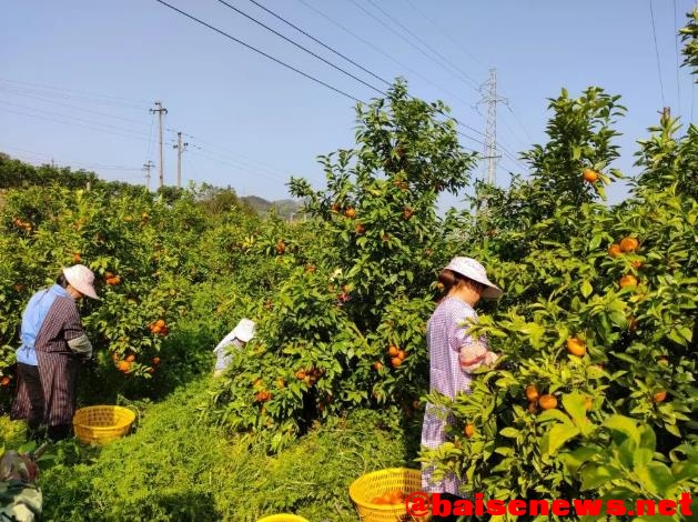 田林这个村真“甜”：沃柑熟了，草莓红了！ 田林,这个,熟了,草莓,草莓红