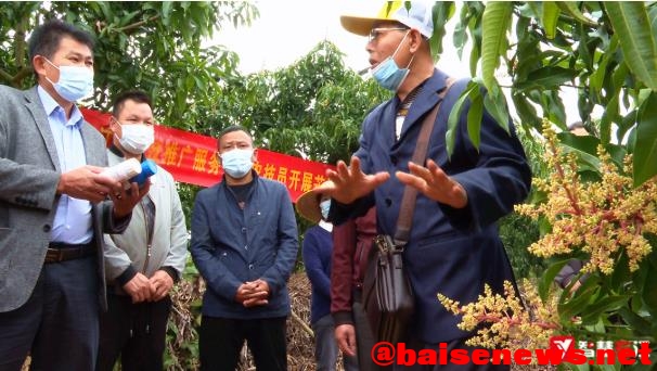 右江区农技服务不断完善 “土专家”田间地头培训忙 右江,右江区,江区,农技,服务