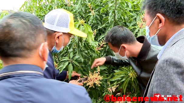 右江区农技服务不断完善 “土专家”田间地头培训忙 右江,右江区,江区,农技,服务