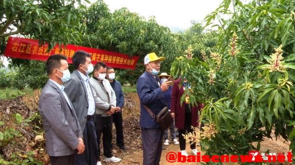 右江区农技服务不断完善 “土专家”田间地头培训忙 右江,右江区,江区,农技,服务