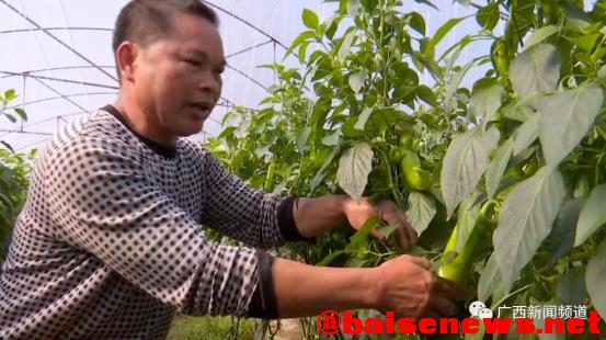 这事大了！刚喷完农药的辣椒被人偷了400多斤…… 这事,事大,大了,农药,辣椒