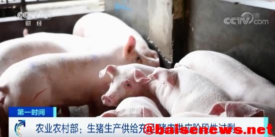 生猪价格持续下行，猪肉比青菜还要便宜了？ 生猪,生猪价格,猪价,价格,持续