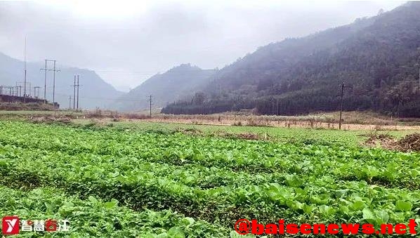 百色市政协主席石国怀到右江区大楞乡开展专题调研 百色,百色市,市政,市政协,政协