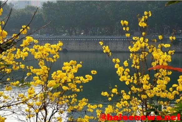 百色市区竟藏了一大片黄花风铃木，美到炸裂！ 百色,百色市,市区,一大,一大片