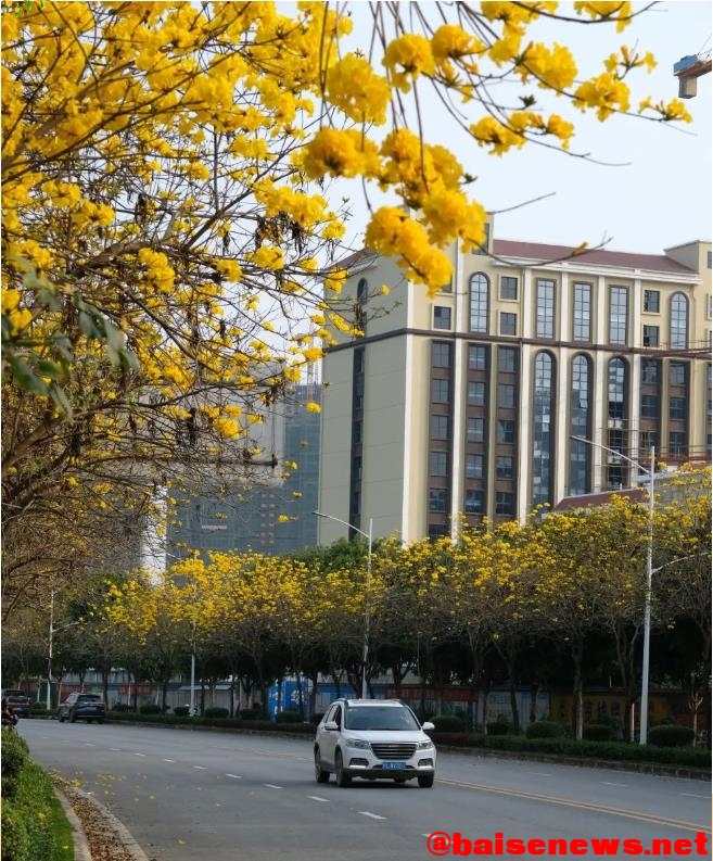 百色市区竟藏了一大片黄花风铃木，美到炸裂！ 百色,百色市,市区,一大,一大片