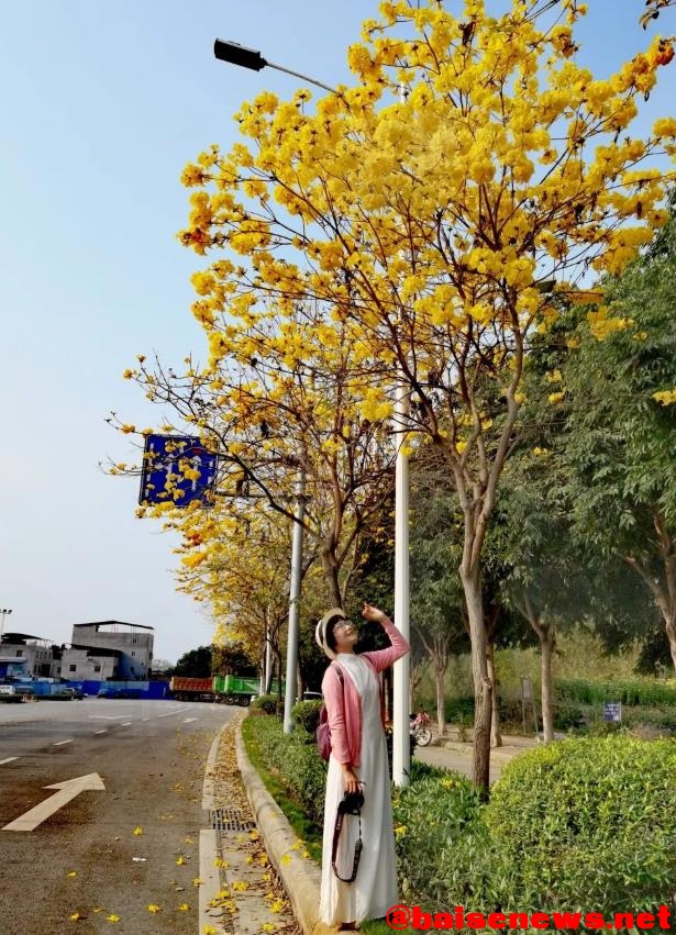 百色市区竟藏了一大片黄花风铃木，美到炸裂！ 百色,百色市,市区,一大,一大片