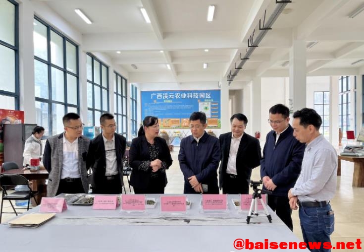 百色市中院领导到八桂凌云茶业公司开展产业复工调研活动 百色,百色市,市中,中院,领导