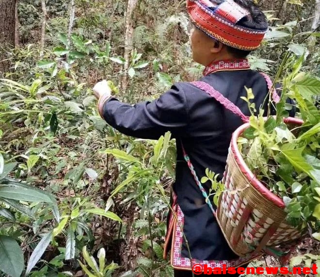 百色旷世奇才梁宗岱的壮医之路 百色,旷世,旷世奇才,奇才,梁宗岱