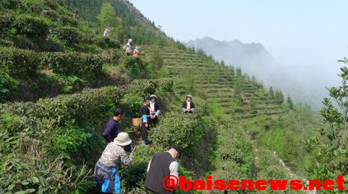 八桂凌云春茶27日开采 首批“明前茶”接受预定 八桂,桂凌,桂凌云,凌云,云春