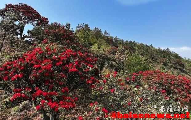 隆林杜鹃花正艳 漫山红遍醉游人 隆林,林杜,林杜鹃,杜鹃,杜鹃花