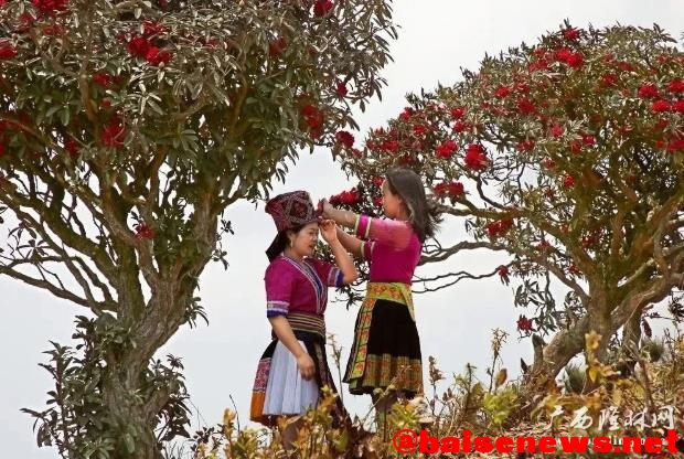 隆林杜鹃花正艳 漫山红遍醉游人 隆林,林杜,林杜鹃,杜鹃,杜鹃花