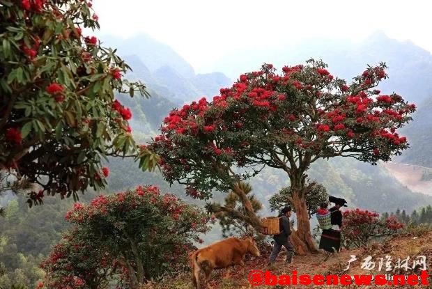 隆林杜鹃花正艳 漫山红遍醉游人 隆林,林杜,林杜鹃,杜鹃,杜鹃花