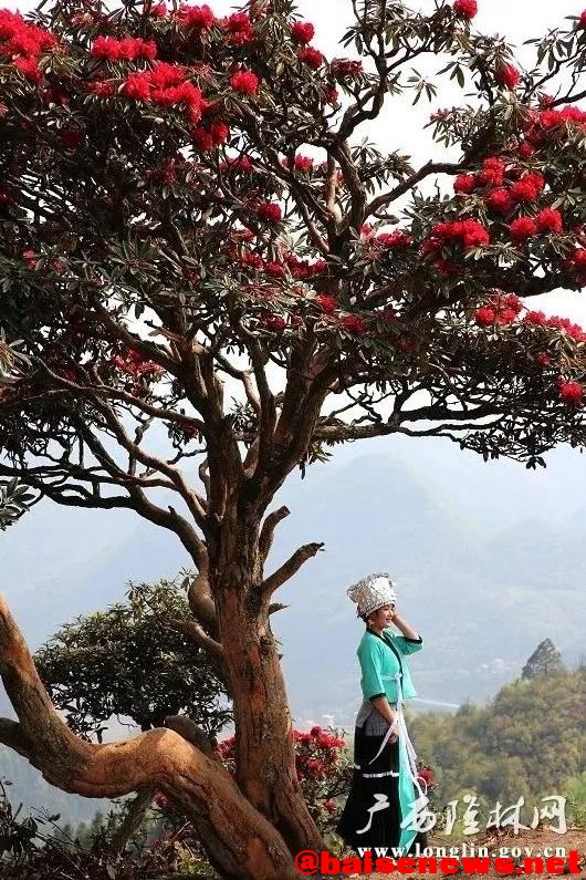 隆林杜鹃花正艳 漫山红遍醉游人 隆林,林杜,林杜鹃,杜鹃,杜鹃花