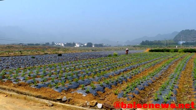 百色田阳：红红的番茄 收获的季节 百色,田阳,红红,红的,番茄