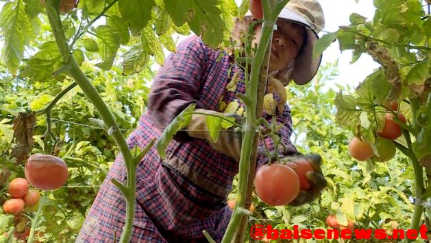 百色田阳：红红的番茄 收获的季节 百色,田阳,红红,红的,番茄