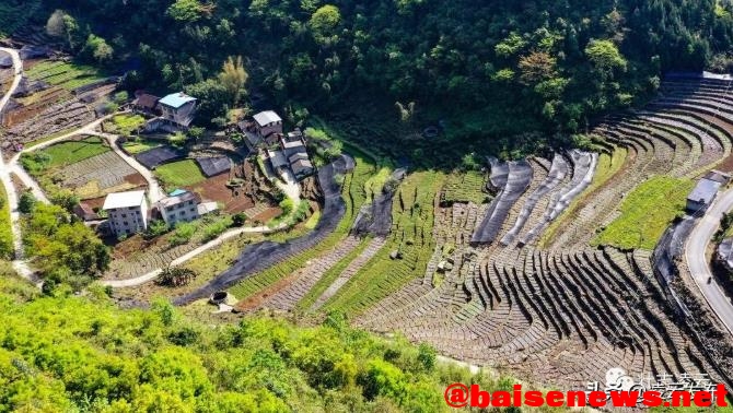 凌云：山旮旯种植三叶青 助推乡村振兴 凌云,山旮旯,旮旯,种植,三叶