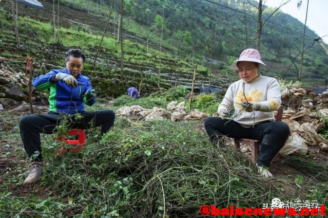 凌云：山旮旯种植三叶青 助推乡村振兴 凌云,山旮旯,旮旯,种植,三叶