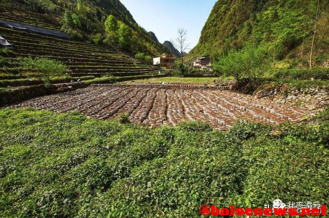 凌云：山旮旯种植三叶青 助推乡村振兴 凌云,山旮旯,旮旯,种植,三叶