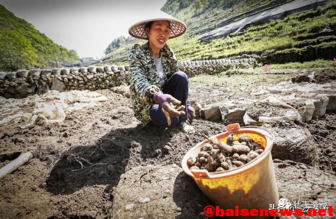 凌云：山旮旯种植三叶青 助推乡村振兴 凌云,山旮旯,旮旯,种植,三叶