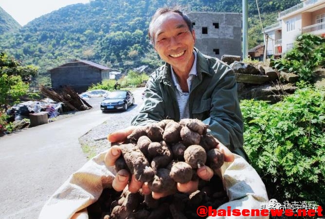 凌云：山旮旯种植三叶青 助推乡村振兴 凌云,山旮旯,旮旯,种植,三叶