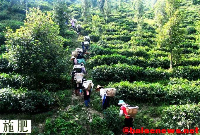 百色市茶产业发展势头良好　产量和产值均呈两位数增长 百色,百色市,茶产业,产业,产业发展