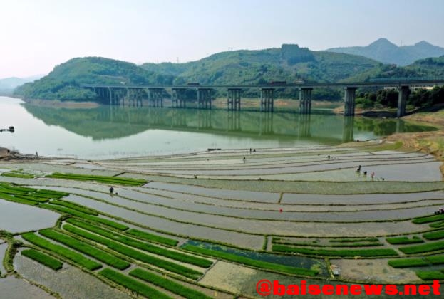 百色市右江区水稻种植正当时 百色,百色市,右江,右江区,江区