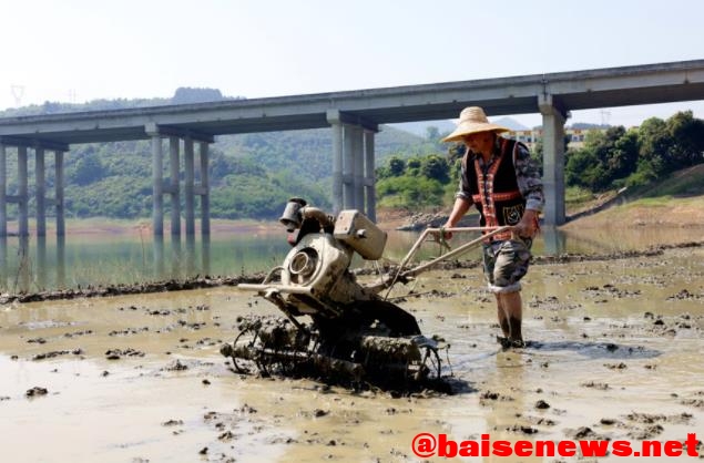 百色市右江区水稻种植正当时 百色,百色市,右江,右江区,江区