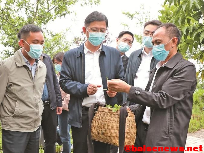 黄汝生在凌云县调研时强调 促进一二三产融合发展 …… 黄汝,黄汝生,生在,凌云,凌云县