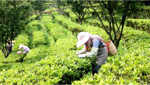 百色茶产业高质量发展 茶园面积32.94万亩 年产值78149.7万元 百色,茶产业,产业,高质,高质量