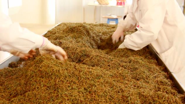 百色茶产业高质量发展 茶园面积32.94万亩 年产值78149.7万元 百色,茶产业,产业,高质,高质量