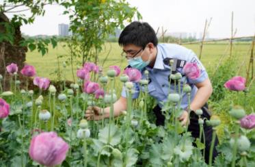 看到这种花，立即报警！ 看到,这种,种花,立即,报警