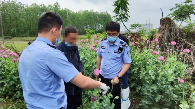 看到这种花，立即报警！ 看到,这种,种花,立即,报警