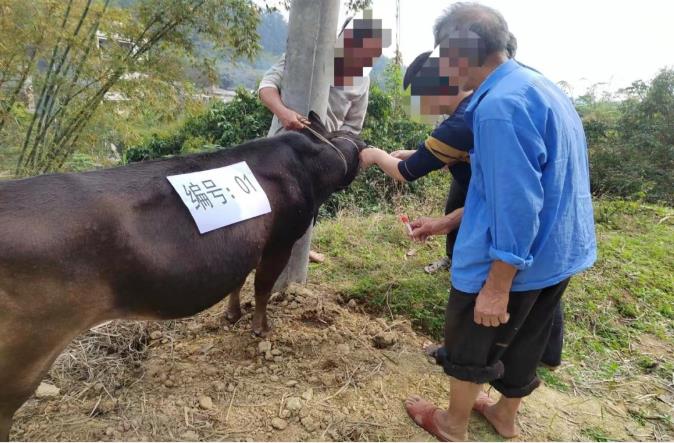 活久见！广西两老人“斥巨资”给牛做“亲子鉴定”... 广西,老人,巨资,亲子,亲子鉴定