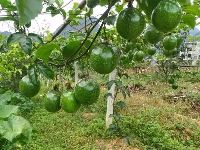 《经济日报》关注｜百色特色农产品富乡村 《经济日报》,经济,经济日报,日报,关注