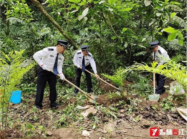 大楞乡：50株德保苏铁回归原生地 大楞乡,50,德保,德保苏铁,保苏