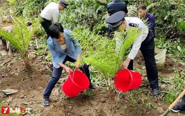 大楞乡：50株德保苏铁回归原生地 大楞乡,50,德保,德保苏铁,保苏