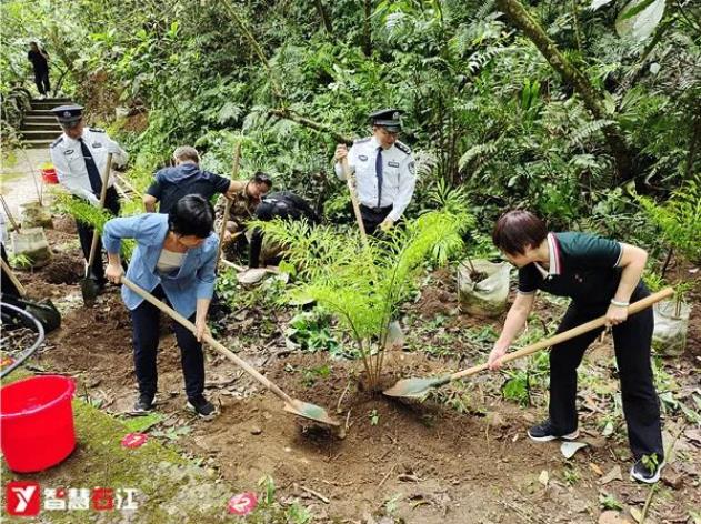 大楞乡：50株德保苏铁回归原生地 大楞乡,50,德保,德保苏铁,保苏