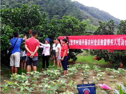 右江区：党建引领为乡村振兴“加码赋能” 右江,右江区,江区,党建,引领