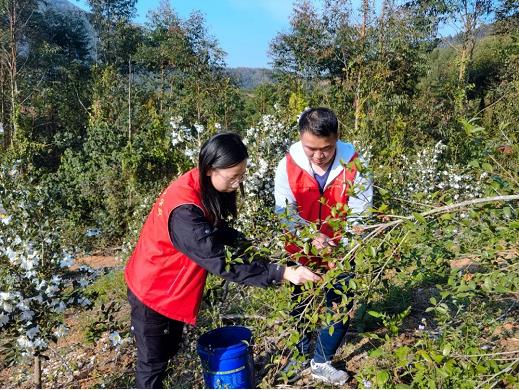 右江区：党建引领为乡村振兴“加码赋能” 右江,右江区,江区,党建,引领