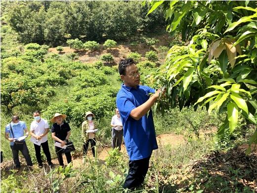 右江区：党建引领为乡村振兴“加码赋能” 右江,右江区,江区,党建,引领