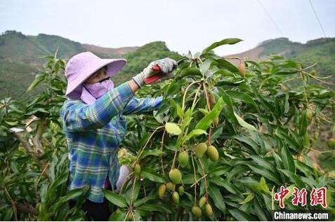 广西女村医跨界种植芒果带富一方 冀百色芒果走出国门 广西,村医,跨界,种植,芒果