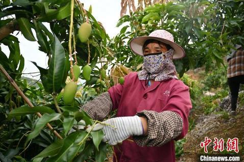 广西女村医跨界种植芒果带富一方 冀百色芒果走出国门 广西,村医,跨界,种植,芒果